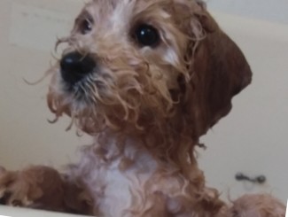 Bailey before the groom, wet and curly in the bath