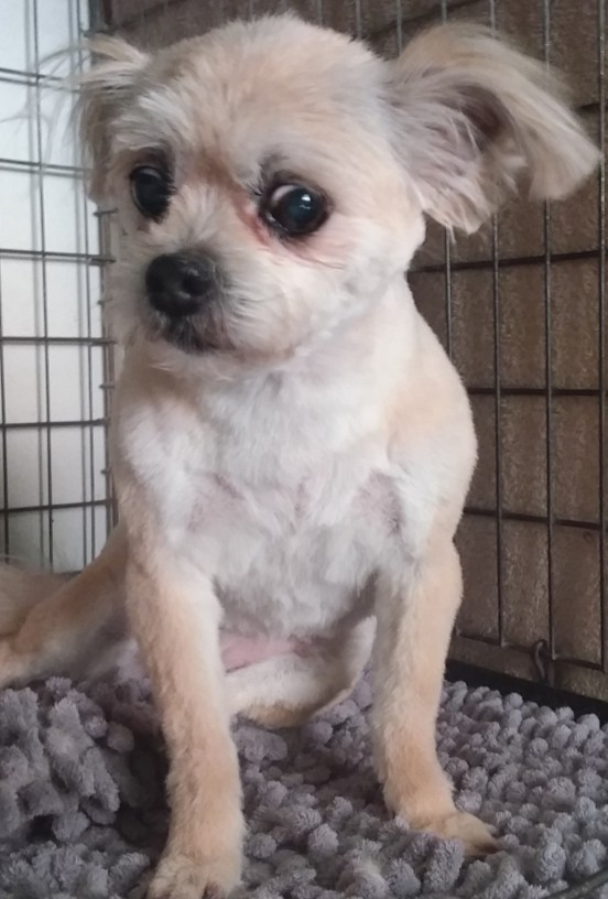Bella, a small cream terrier cross, after a tidy groom