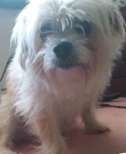 Bella before the groom, with a long shaggy coat over her eyes