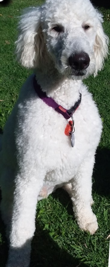 Benji, a white standard poodle, sitting on the grass after a groom