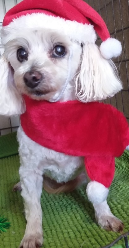 Princess, a small white dog, in a Santa hat and scarf after a Christmas groom